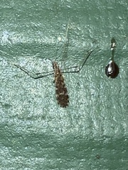 Erioptera caliptera