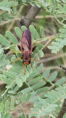 Mydidae