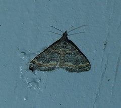Perizoma custodiata