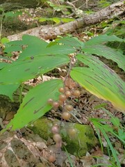 Maianthemum racemosum