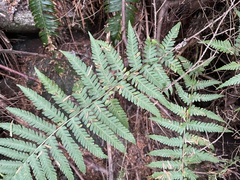 Dryopteris filix-mas