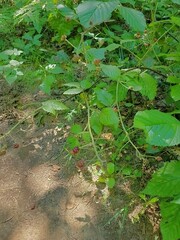Rubus allegheniensis
