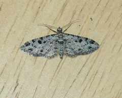 Prorella discoidalis