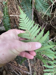 Dryopteris filix-mas
