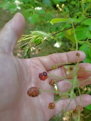 Rubus allegheniensis