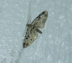Prorella discoidalis