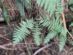 Dryopteris filix-mas