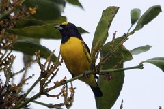 Euphonia concinna