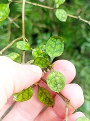 Coprosma areolata