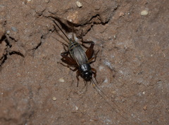 Grylloidea