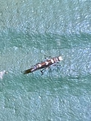 Aristotelia roseosuffusella