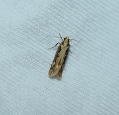 Ornativalva erubescens
