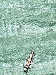 Aristotelia roseosuffusella