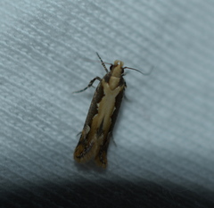 Ornativalva erubescens