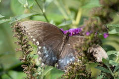 Papilio troilus