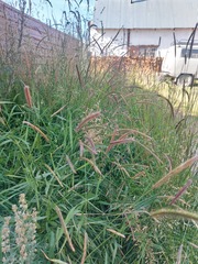 Hordeum brevisubulatum