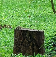 Funambulus pennantii