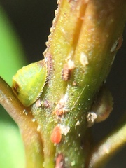 Madarococcus totarae