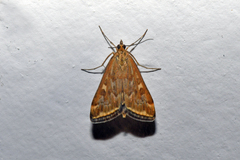 Loxostege cereralis
