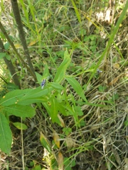 Symphyotrichum puniceum