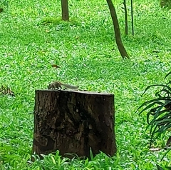 Funambulus pennantii