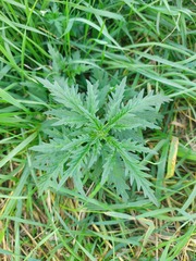 Urtica cannabina