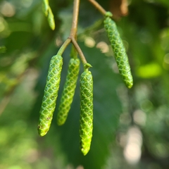 Alnus incana