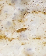 Collembola