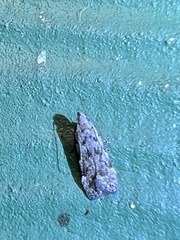 Taygete attributella