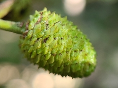 Alnus incana