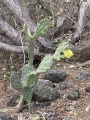 Opuntia