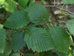 Alnus incana