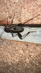 Neoclytus mucronatus