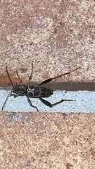 Neoclytus mucronatus