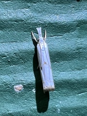 Microcrambus biguttellus