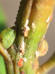 Madarococcus totarae