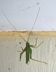 Meconema thalassinum