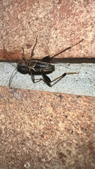 Neoclytus mucronatus