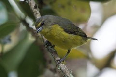 Euphonia concinna