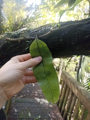 Microsorum pustulatum pustulatum