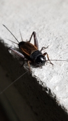 Gryllus
