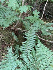 Polystichum andersonii