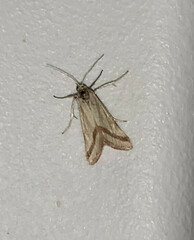 Microtheoris vibicalis