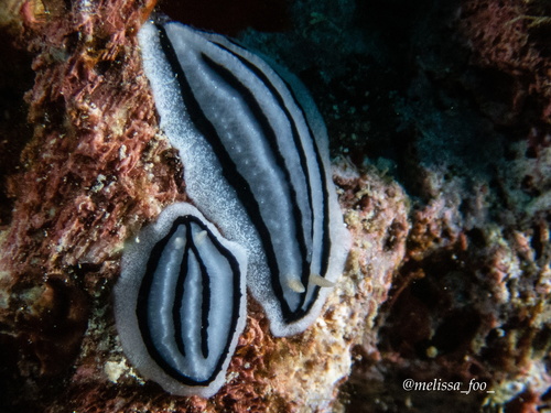Striped Phyllidiopsis