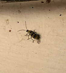 Diabrotica undecimpunctata