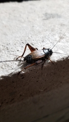 Gryllus
