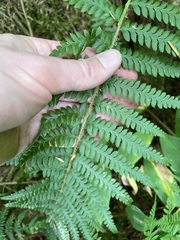 Polystichum andersonii