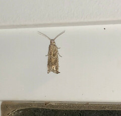 Epiblema abruptana