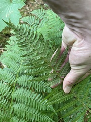 Polystichum andersonii