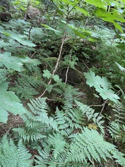 Polystichum andersonii